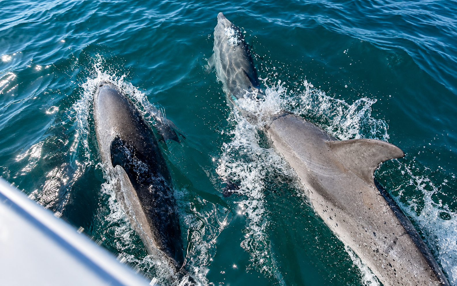 Dolphins swimming alongside a guided water experience